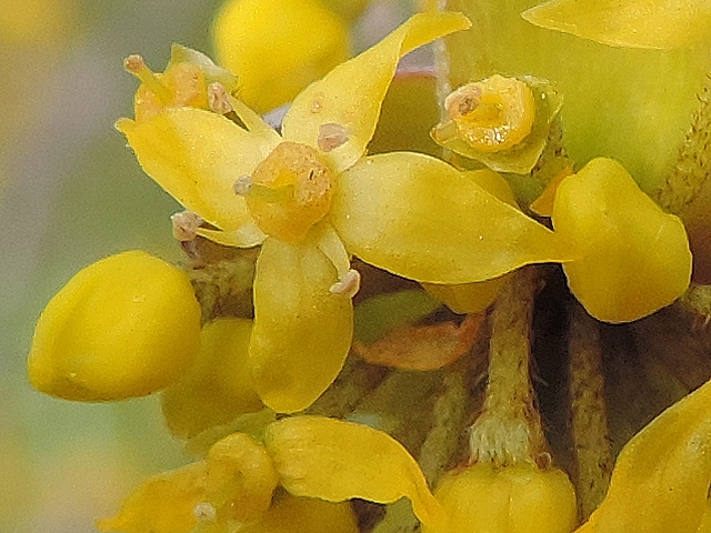 plante de jovany du 18 /01 trouvé par Martine Cornus-mas-fleurs-03