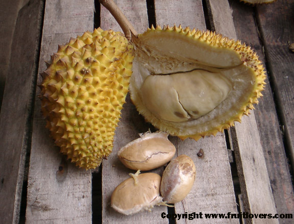 [2007/02-06_ Chine] Stage de fin d'études Durian