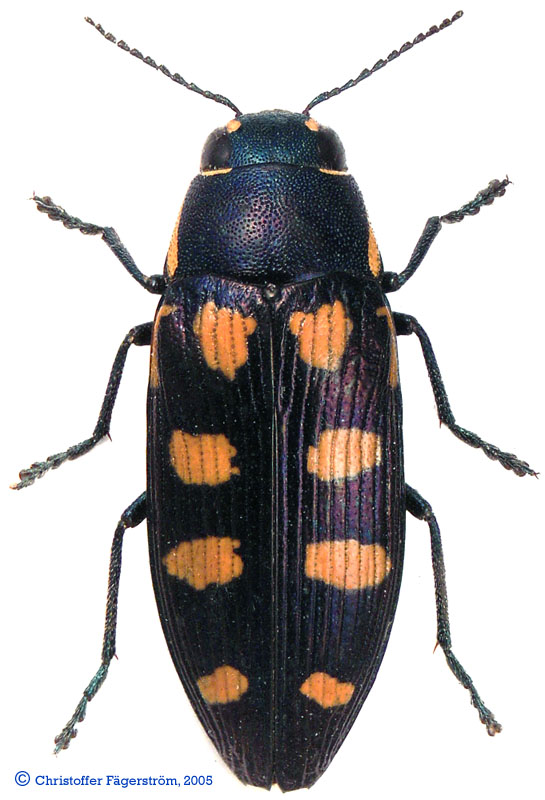 Buprestis octoguttata Buprestis_octoguttata