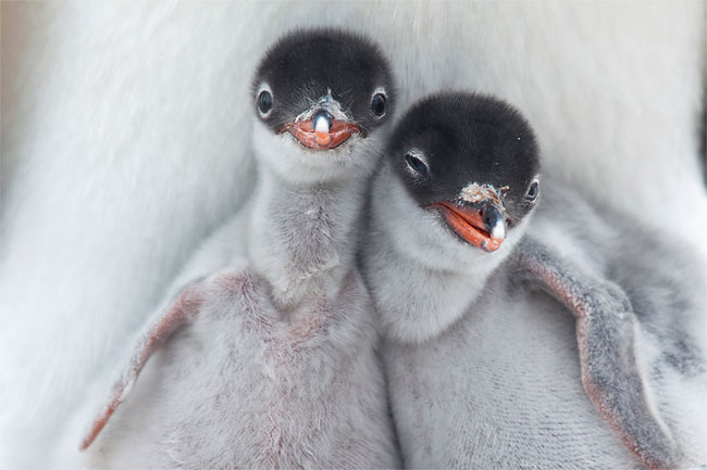 Les macs de la mignonnitude du règne animal - Page 2 Best-of-Nation-Geographic-2013-Traveler-Contest1