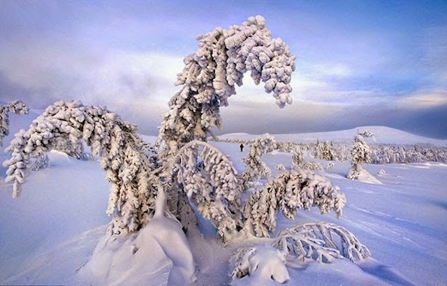 Image / Vidéo du jour - Page 29 Frozen-Trees-Photography-10