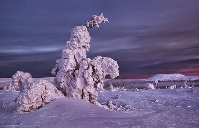 Image / Vidéo du jour - Page 29 Frozen-Trees-Photography-5