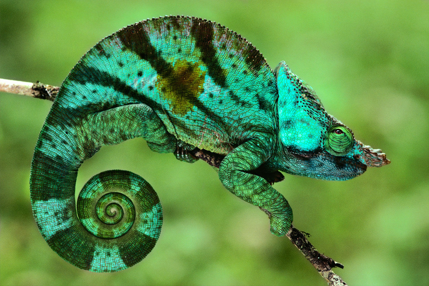 Colorful Photos of Namibia by Frank Lanting ! Written by Damien Frank-Lanting-fubiz6