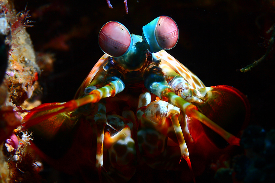 Meet the Strange Underwater Inhabitants of Indonesia’s Lembeh Strait ! Written by Kala                        Alexis-golding-indonesia-01-1