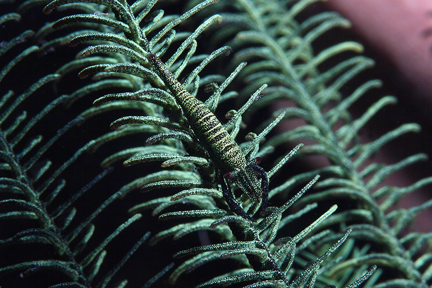 Meet the Strange Underwater Inhabitants of Indonesia’s Lembeh Strait ! Written by Kala                        Alexis-golding-indonesia-02-1