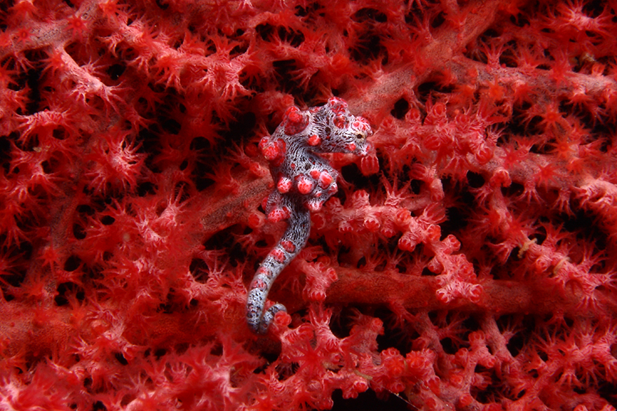 Meet the Strange Underwater Inhabitants of Indonesia’s Lembeh Strait ! Written by Kala                        Alexis-golding-indonesia-03-1