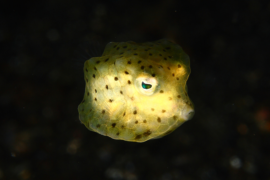 Meet the Strange Underwater Inhabitants of Indonesia’s Lembeh Strait ! Written by Kala                        Alexis-golding-indonesia-04-1