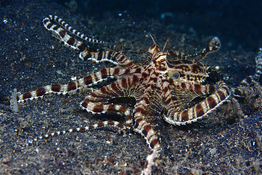 Meet the Strange Underwater Inhabitants of Indonesia’s Lembeh Strait ! Written by Kala                        Alexis-golding-indonesia-06-1