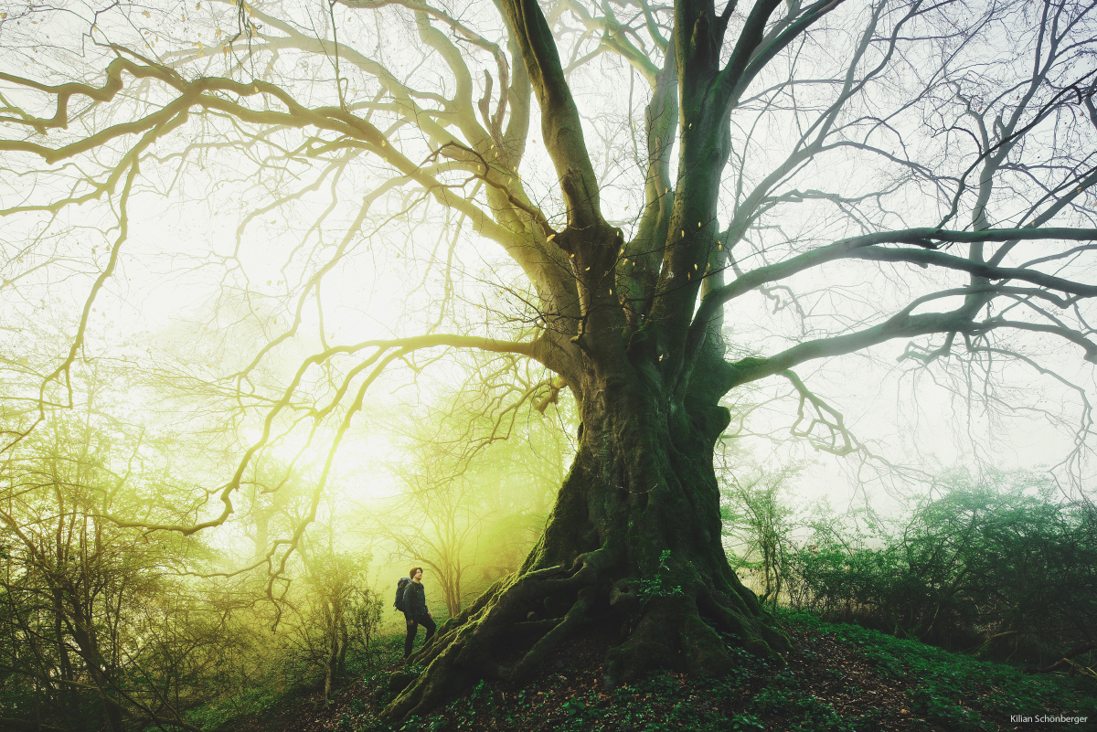 Mesmerizing Trees by Kilian Schönberger ! By Claire-Marine KS1