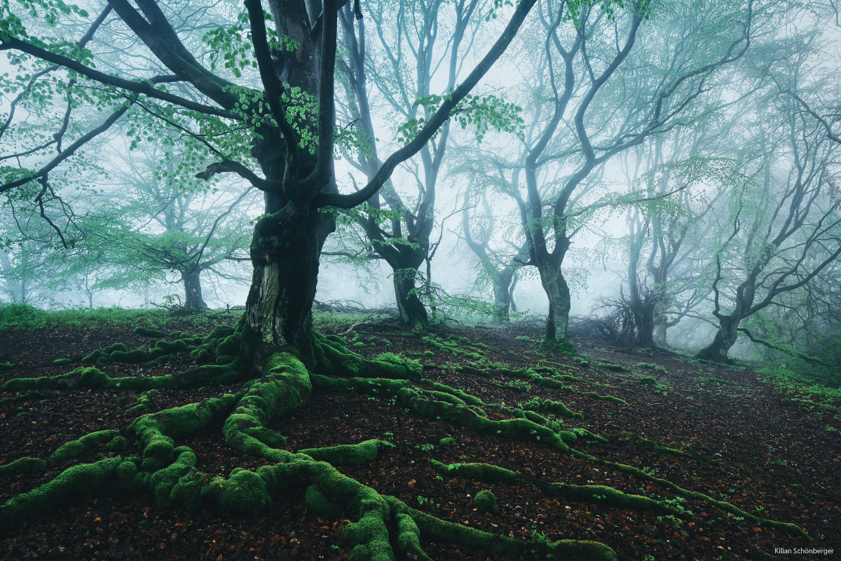 Mesmerizing Trees by Kilian Schönberger ! By Claire-Marine KS3