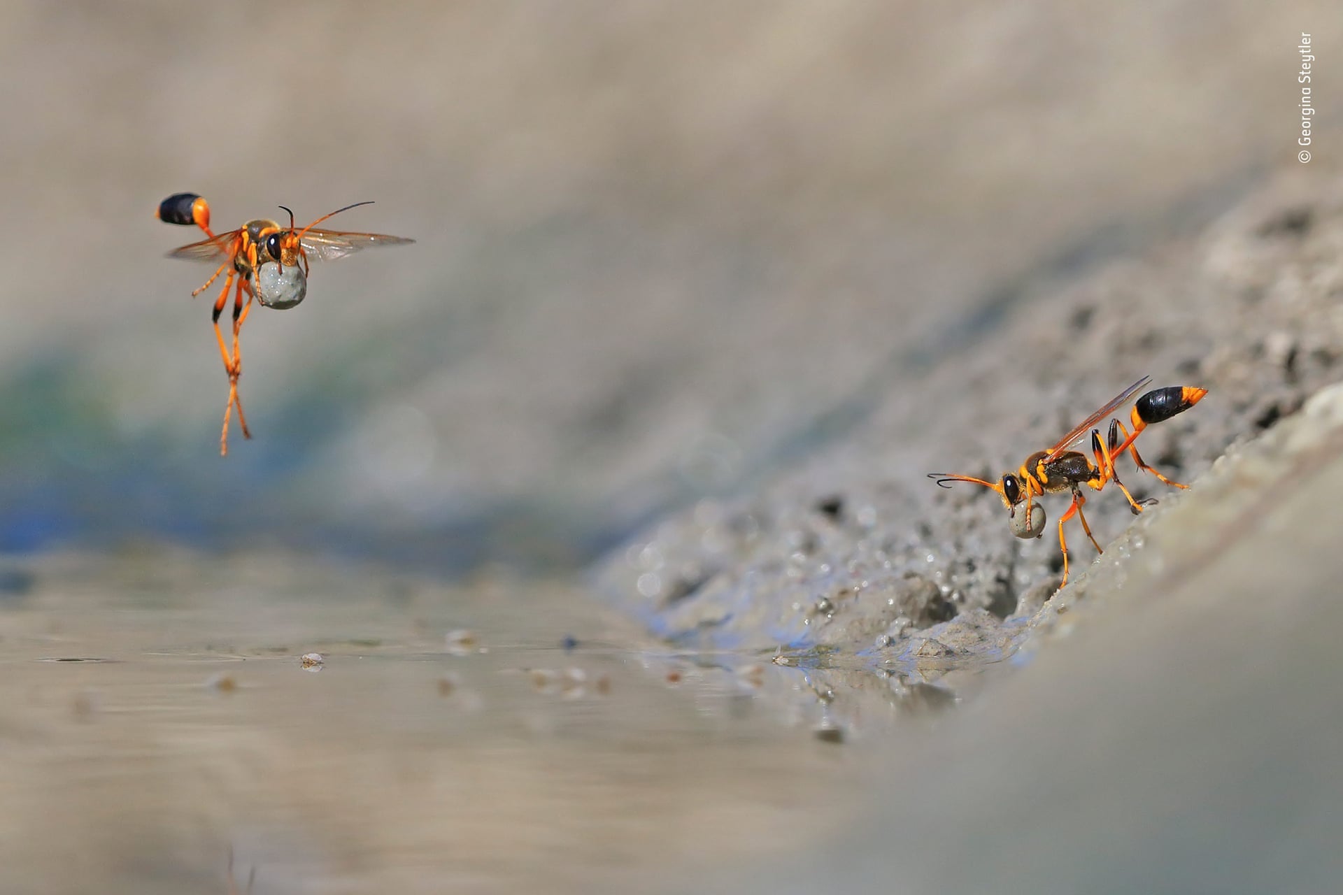 Winners of Wildlife Photographs ! By Timur 2560-3