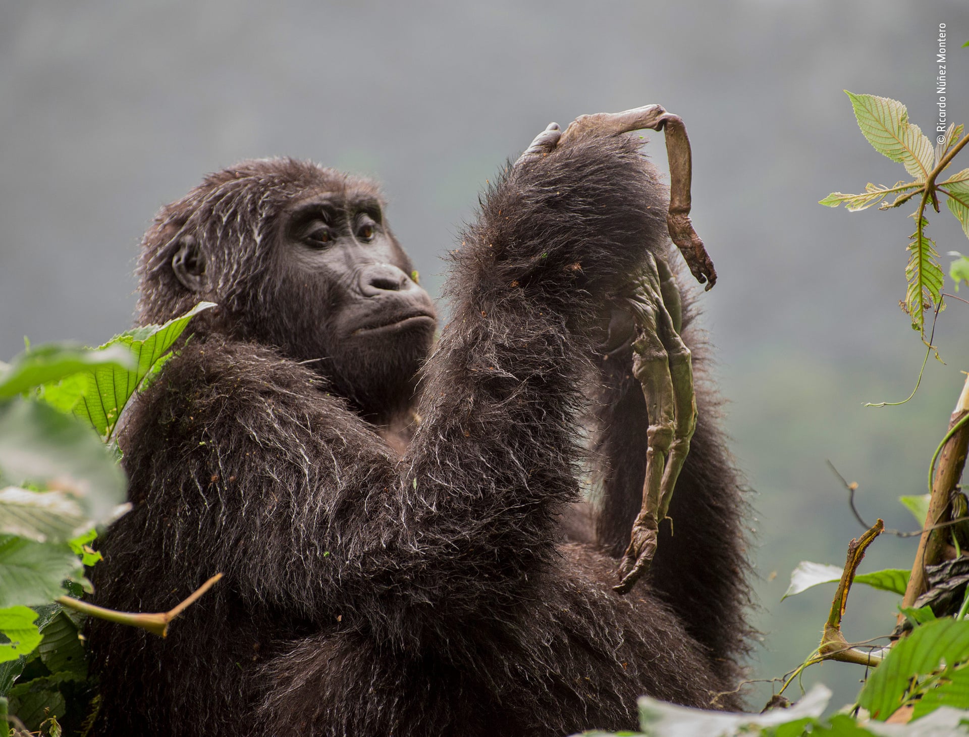 Winners of Wildlife Photographs ! By Timur 2560-4