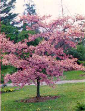 Cuales son las mejores maderas para arcos Cerezo-ornamental