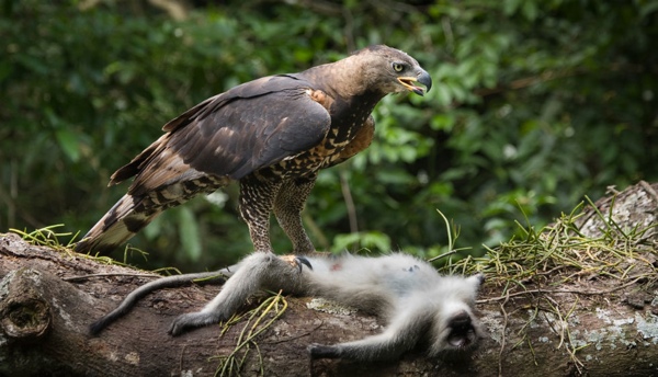 African Crowned Eagle AfricanCrownedEagle-monkey-killer