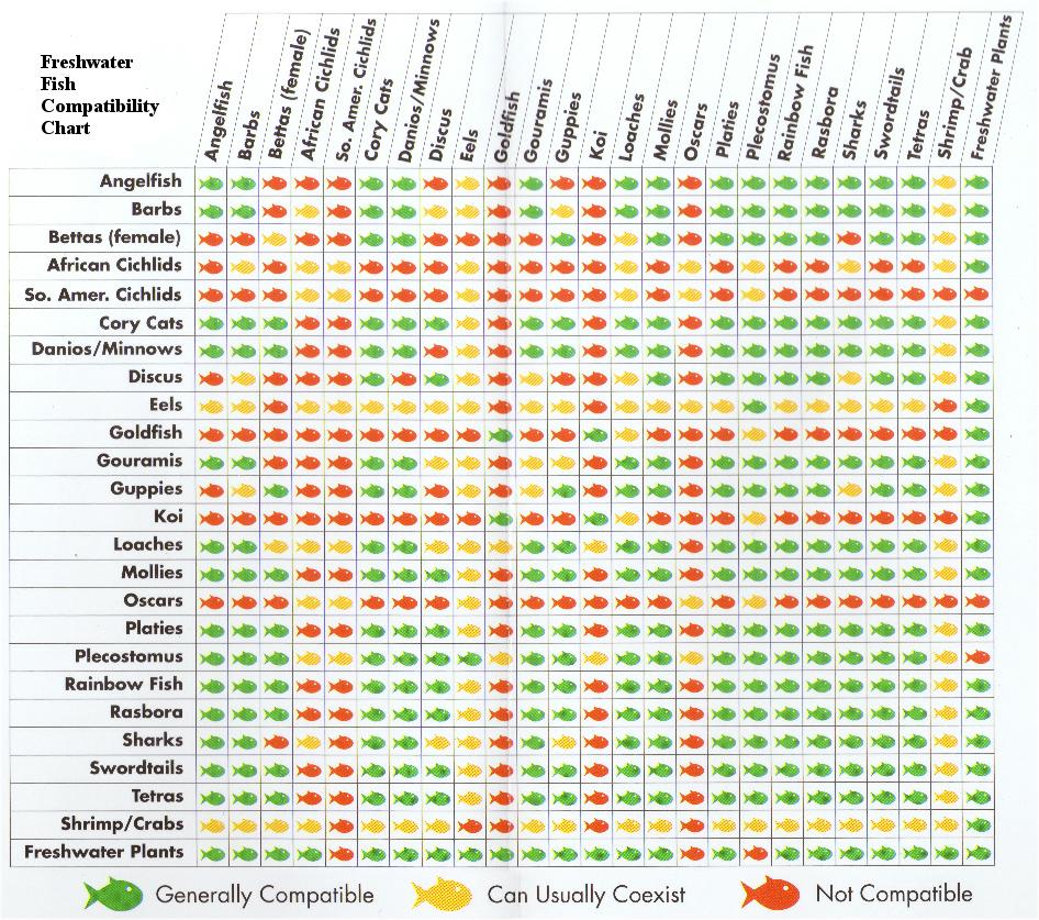 اسماك الزينة Freshwater-fish-compatibility-chart-for-you