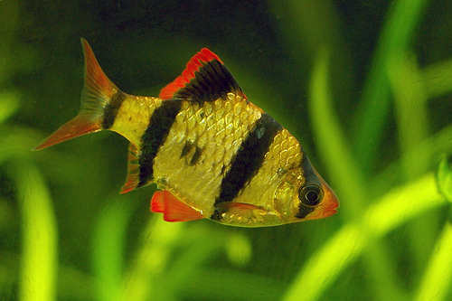 تصاویر حیوانات ... Tiger-barb