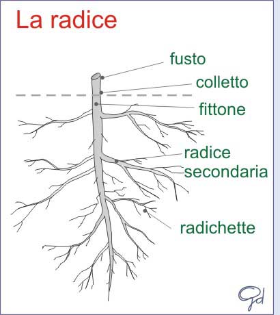 I vari tipi di  radici Morfologia_radice1