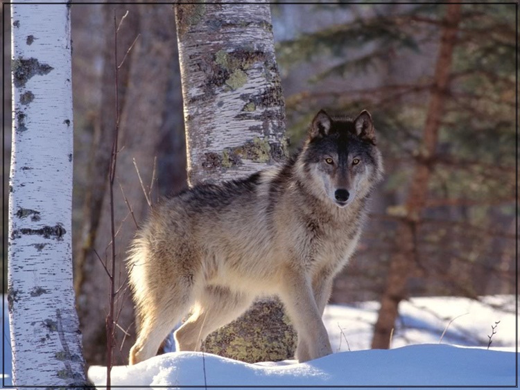 أفضل صورة للحياة البرية Wildlife-photos-04