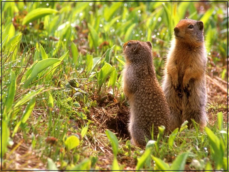 أفضل صورة للحياة البرية Wildlife-photos-06