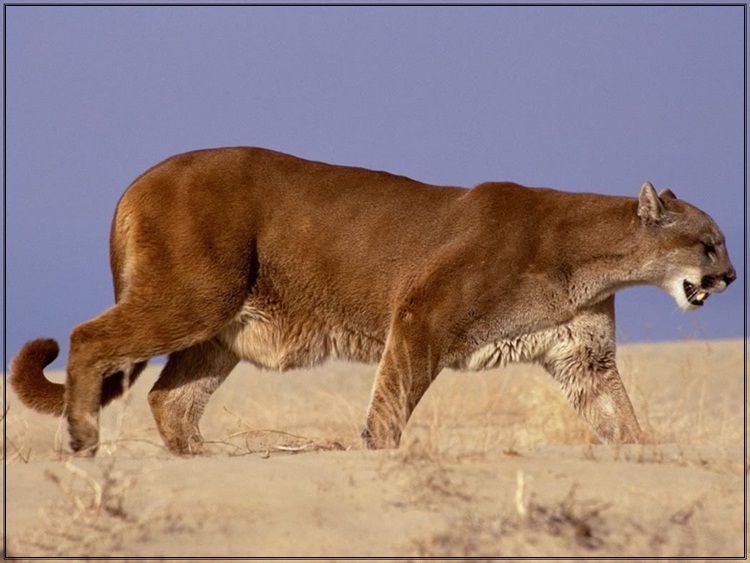 أفضل صورة للحياة البرية Wildlife-photos-08