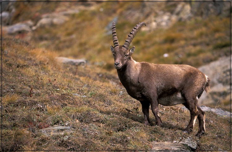 أفضل صورة للحياة البرية Wildlife-photos-20