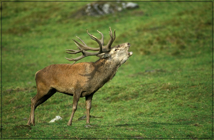 أفضل صورة للحياة البرية Wildlife-photos-22