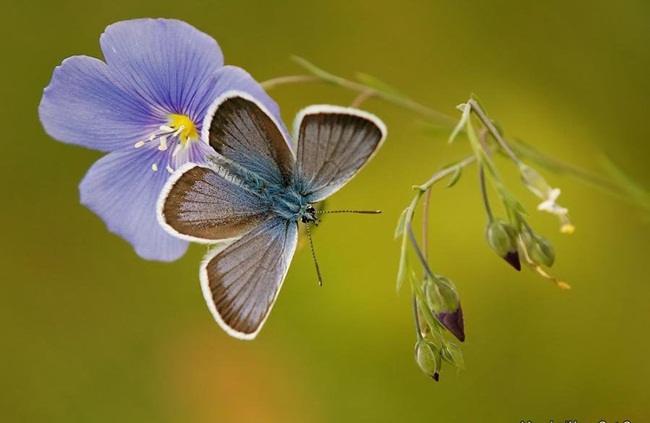 صـــــــور فراشــــــات Colorful-butterflies-26-photos-02