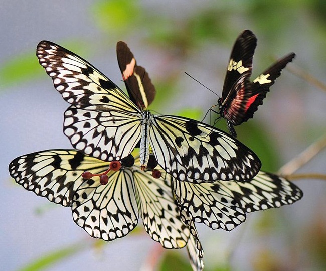 صـــــــور فراشــــــات Colorful-butterflies-26-photos-05