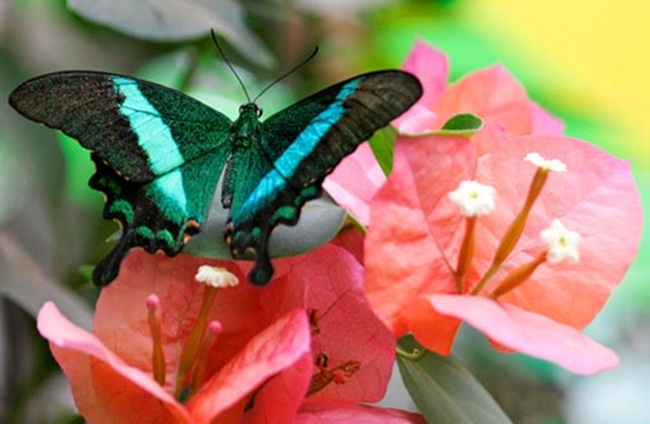 فراشات Colorful-butterflies-26-photos-07