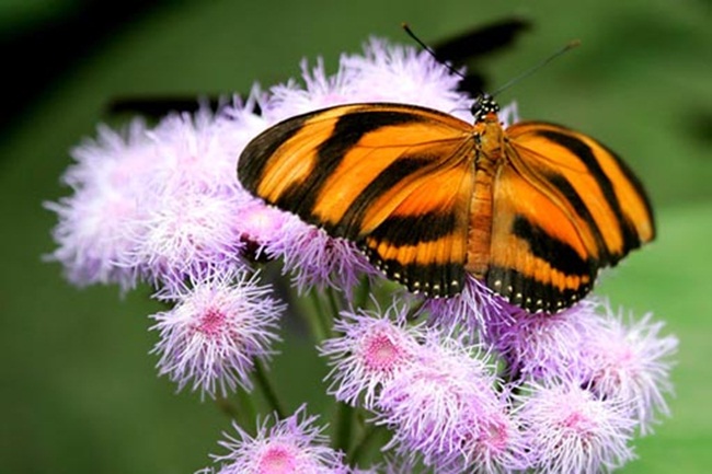 صـــــــور فراشــــــات Colorful-butterflies-26-photos-08