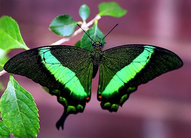 صـــــــور فراشــــــات Colorful-butterflies-26-photos-10