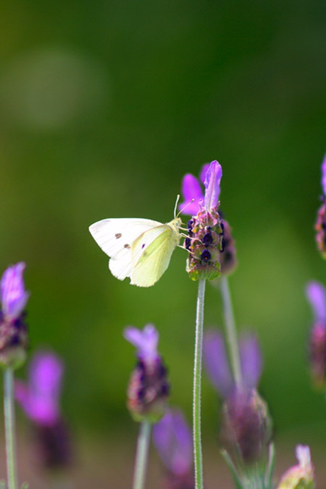 فراشات Colorful-butterflies-26-photos-12