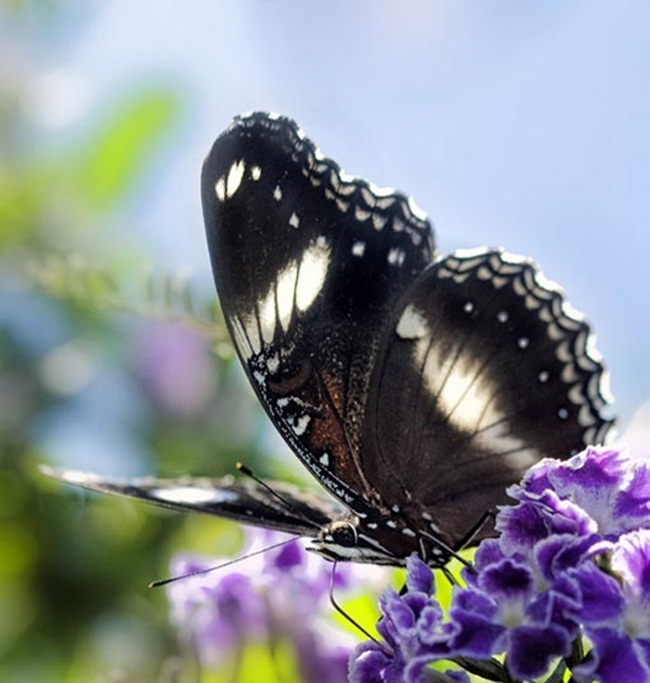 صـــــــور فراشــــــات Colorful-butterflies-26-photos-14