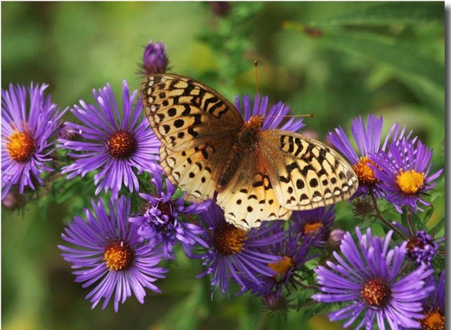 صـــــــور فراشــــــات Colorful-butterflies-26-photos-15