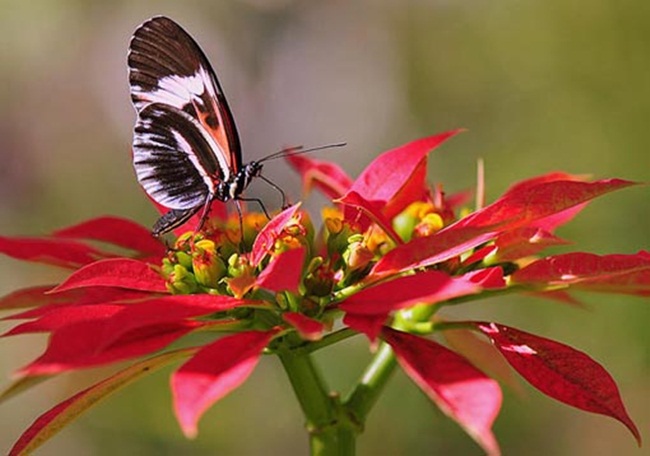 فراشات Colorful-butterflies-26-photos-17