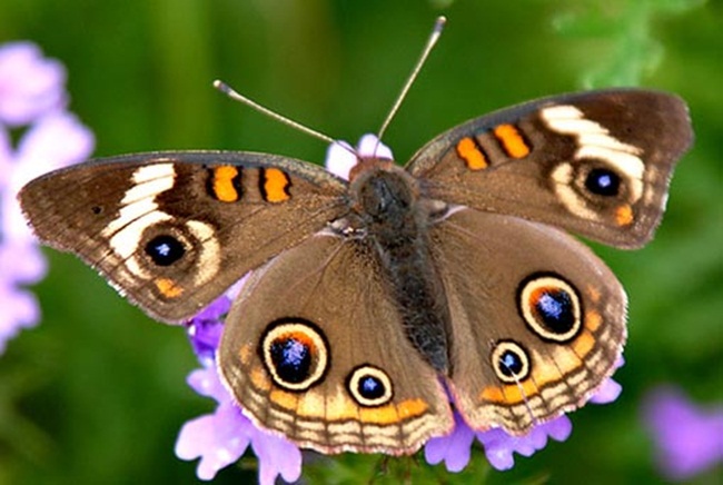 فراشات Colorful-butterflies-26-photos-18