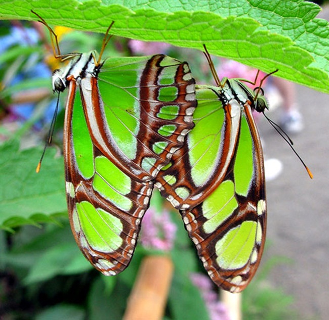 صـــــــور فراشــــــات Colorful-butterflies-26-photos-19