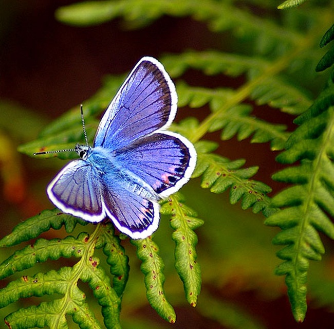فراشات Colorful-butterflies-26-photos-20