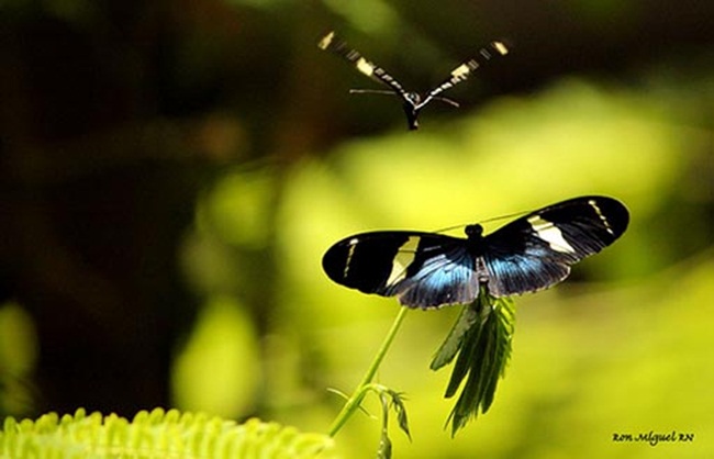 صـــــــور فراشــــــات Colorful-butterflies-26-photos-21