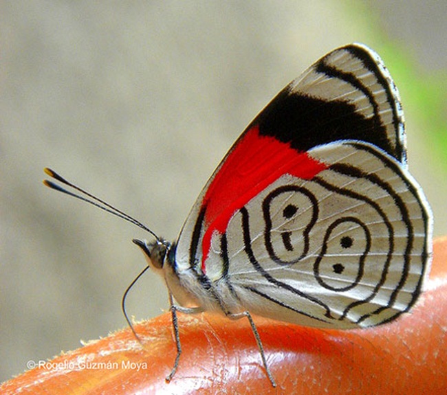 صـــــــور فراشــــــات Colorful-butterflies-26-photos-23