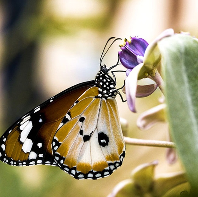 صـــــــور فراشــــــات Colorful-butterflies-26-photos-24