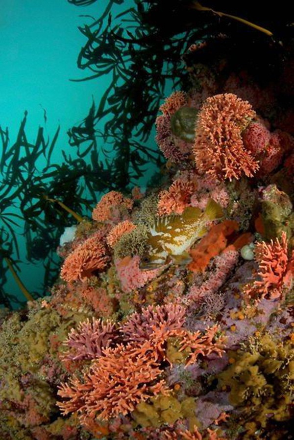 البحر بالألوان Colorful-marine-life-25-photos-21