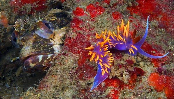 البحر بالألوان Colorful-marine-life-25-photos-23