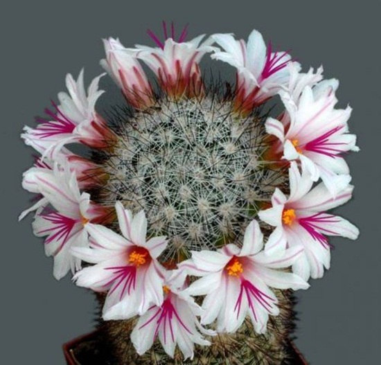 أزهار الصبار Cactus-flowers-02