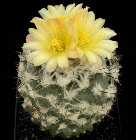 أزهار الصبار Cactus-flowers-03