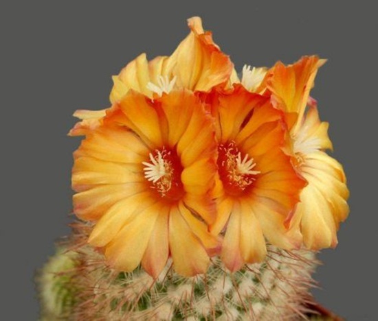 أزهار الصبار Cactus-flowers-05