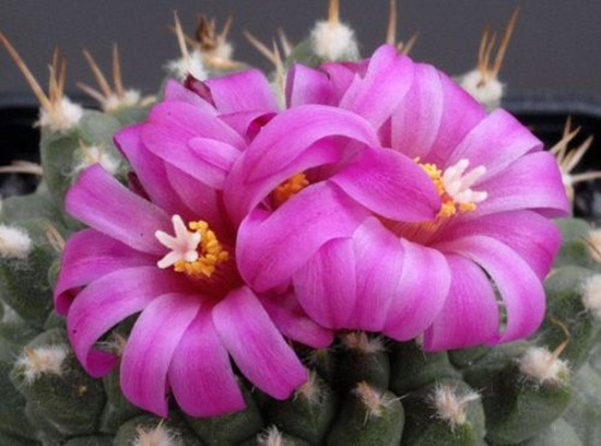 أزهار الصبار Cactus-flowers-06