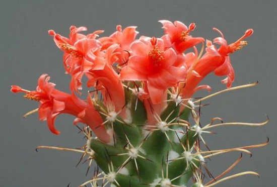 أزهار الصبار Cactus-flowers-07