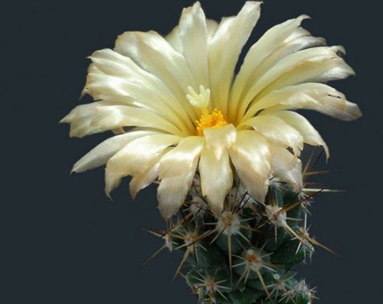 أزهار الصبار Cactus-flowers-09