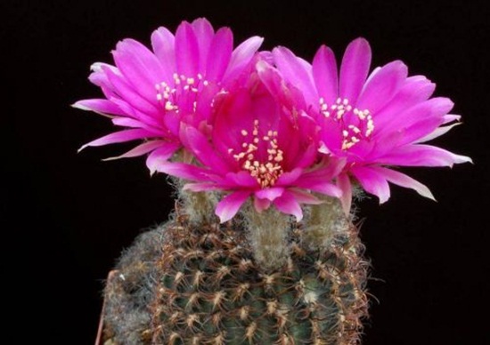 أزهار الصبار Cactus-flowers-10